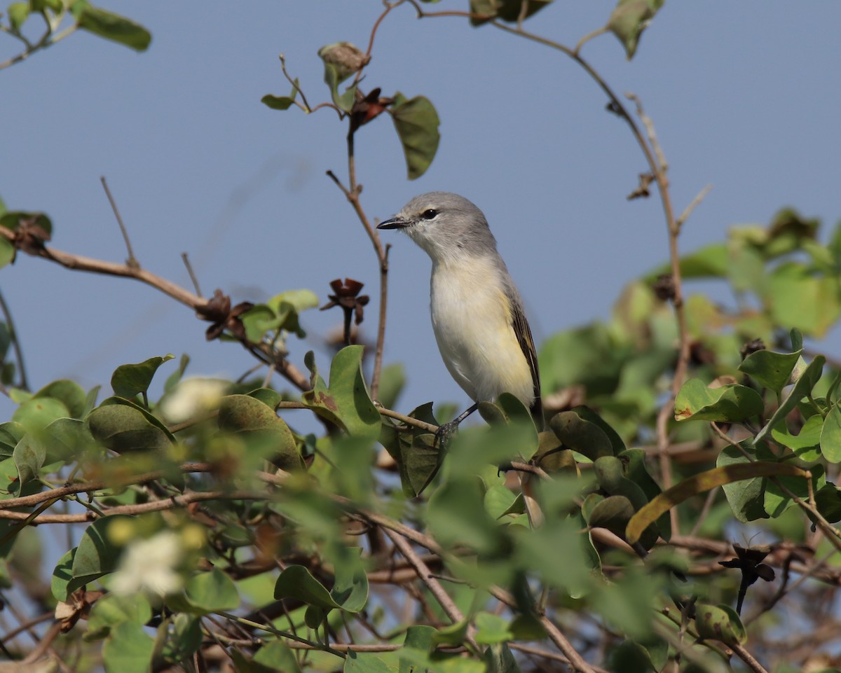 Small Minivet - ML644845521