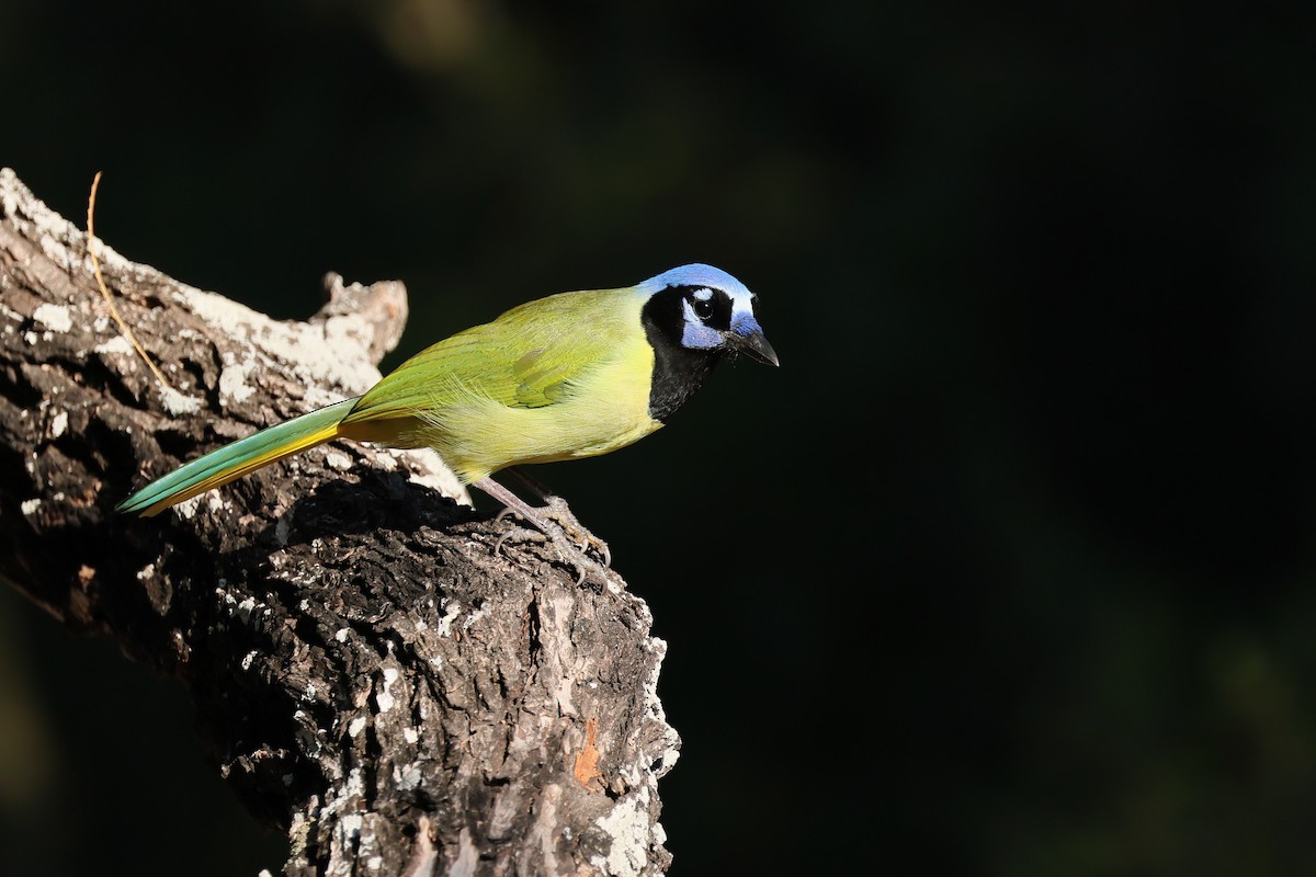 Geai vert - ML644845526