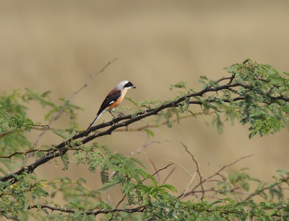 Bay-backed Shrike - ML644845537