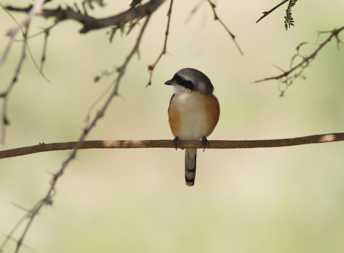Bay-backed Shrike - ML644845538