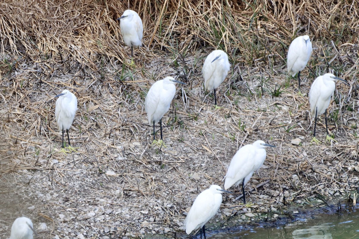Little Egret - ML644845541