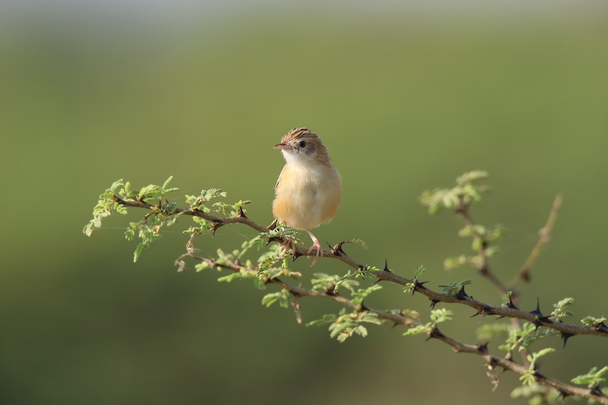 Zitting Cisticola - ML644845545