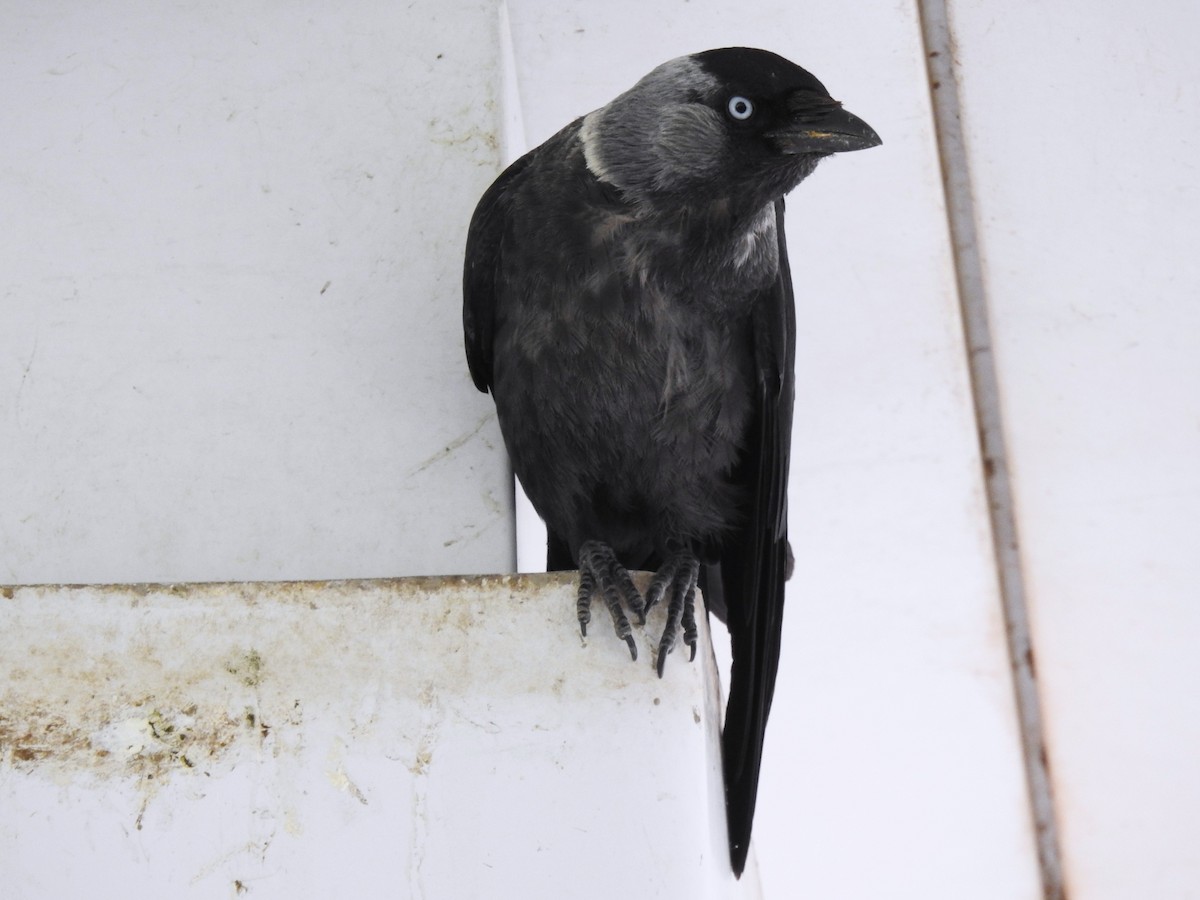 Eurasian Jackdaw - ML644845552