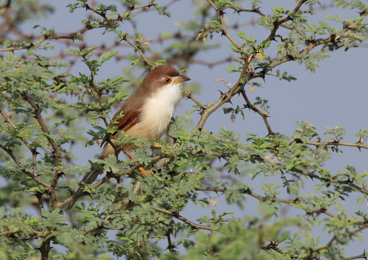 Yellow-eyed Babbler - ML644845553