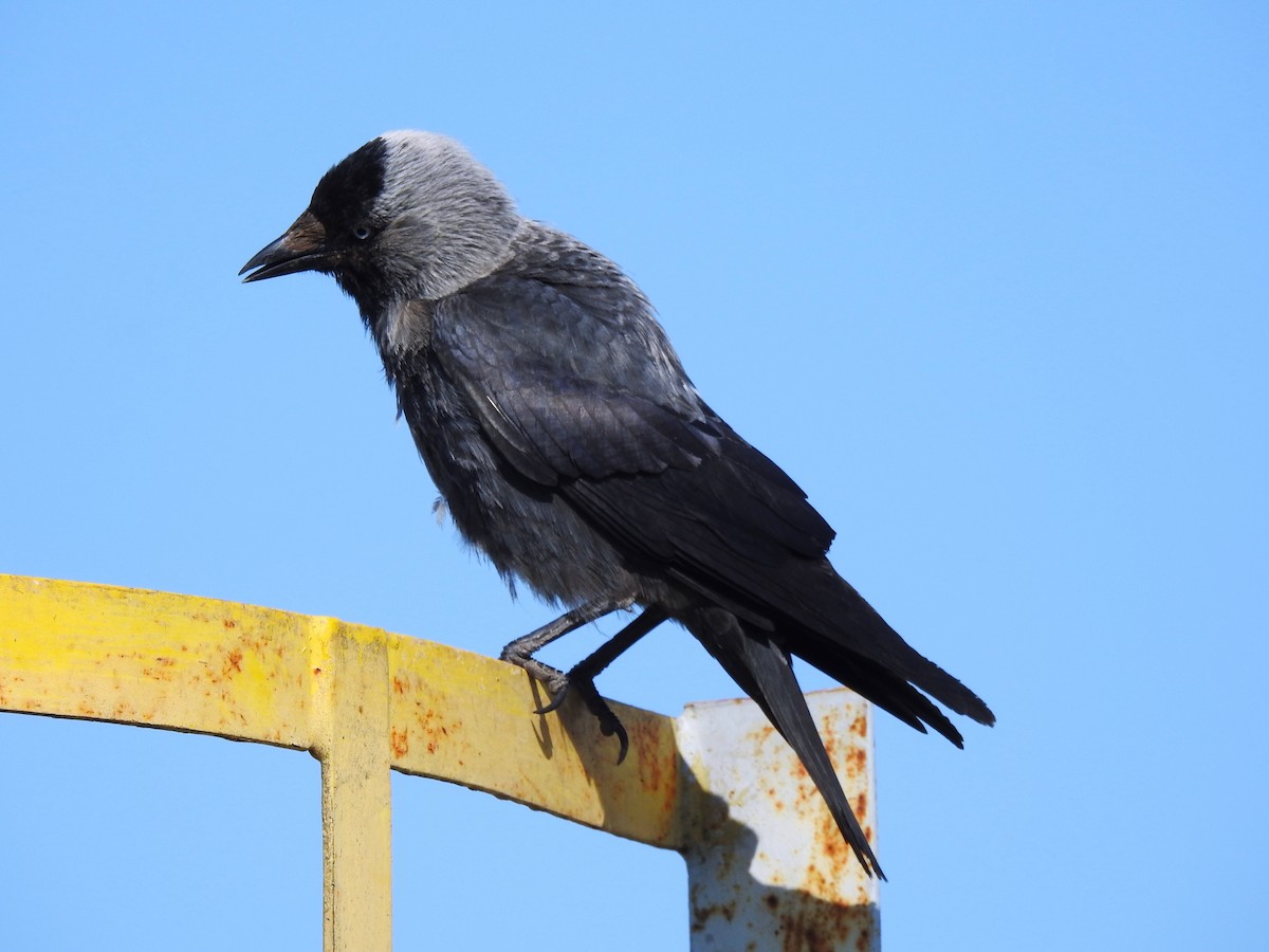 Eurasian Jackdaw - ML644845554