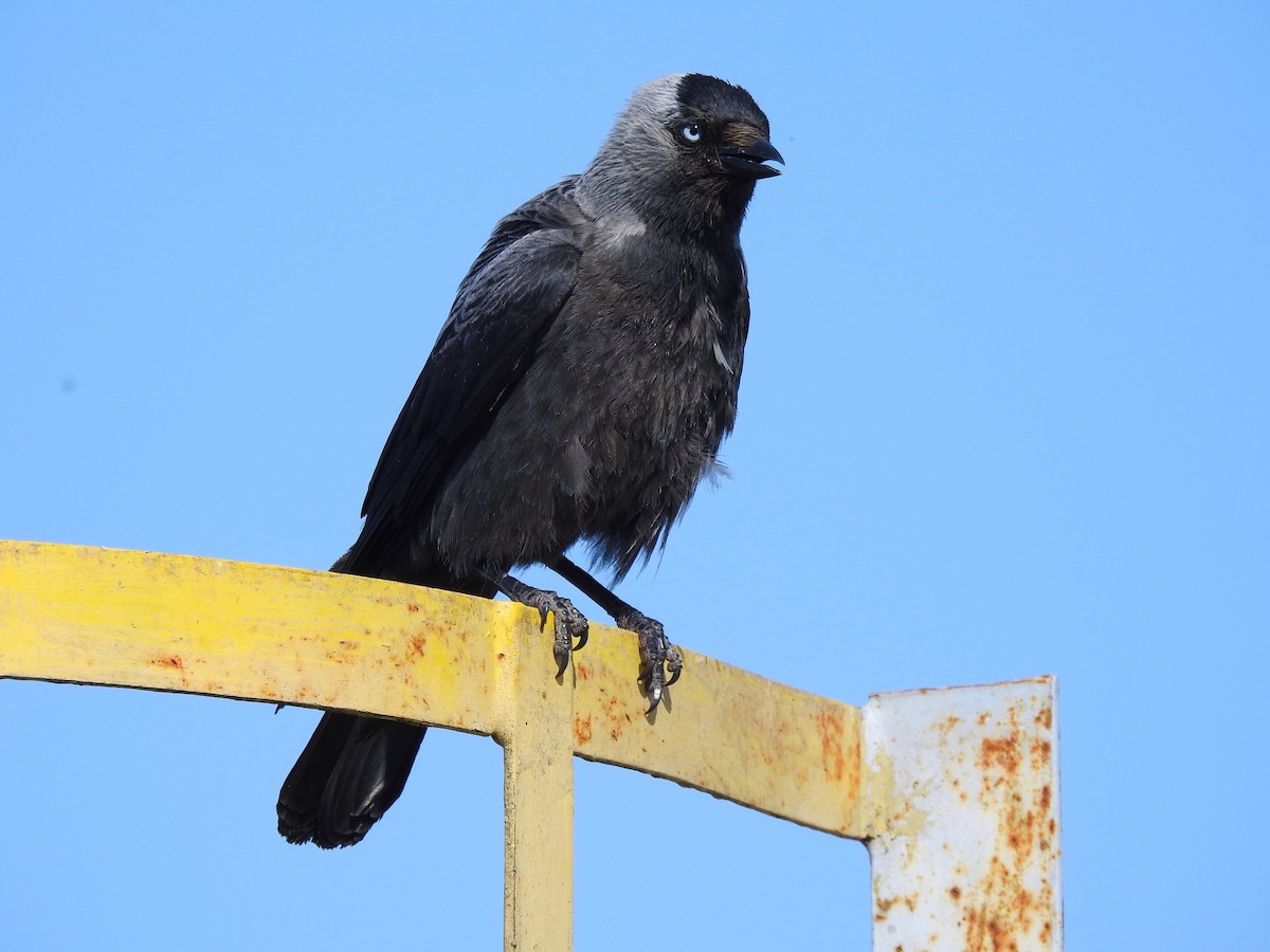 Eurasian Jackdaw - ML644845556