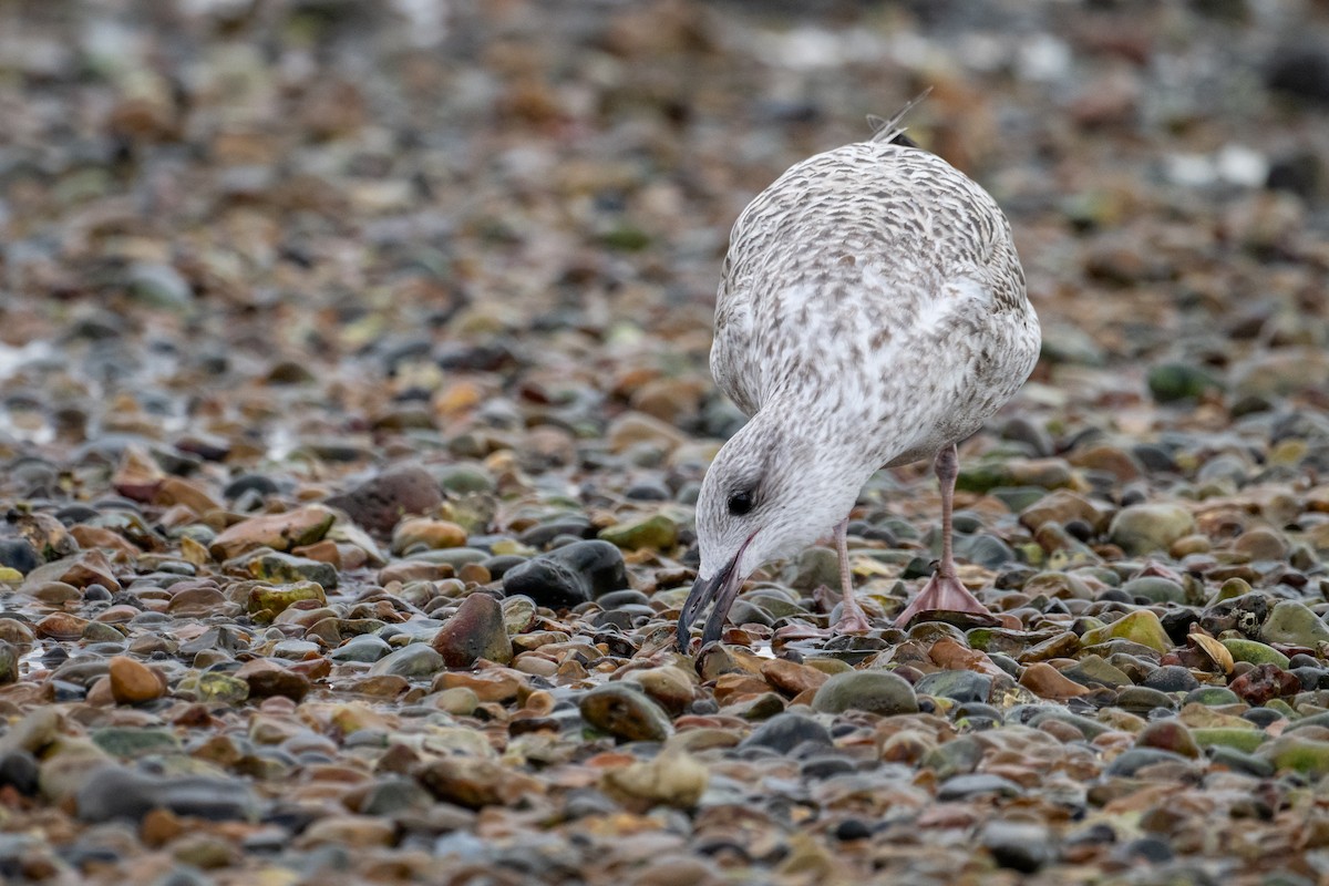 European Herring Gull - ML644845564