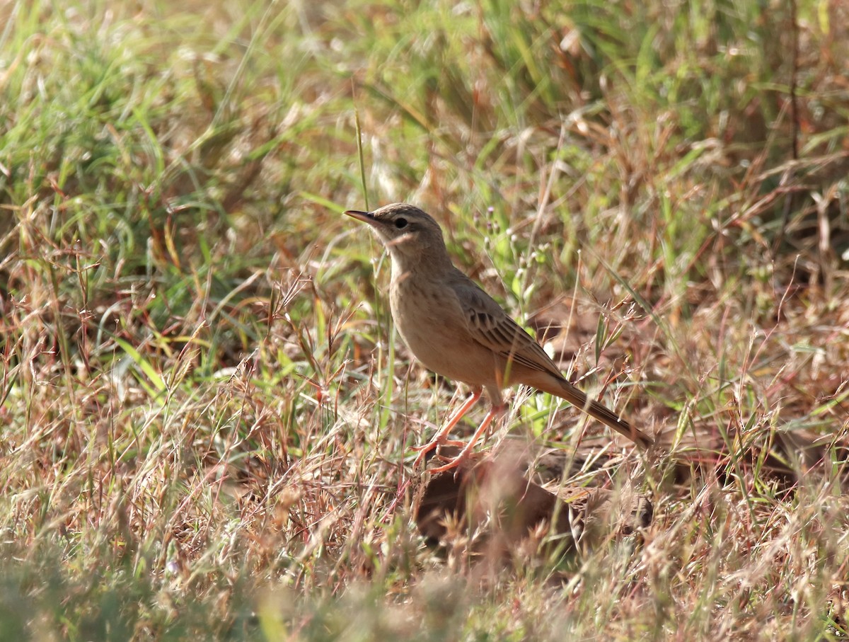 Long-billed Pipit - ML644845575