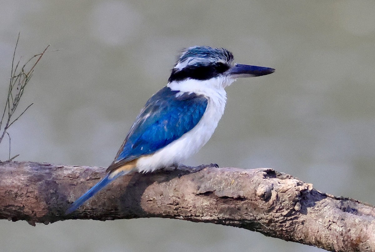 コシアカショウビン - ML644845576