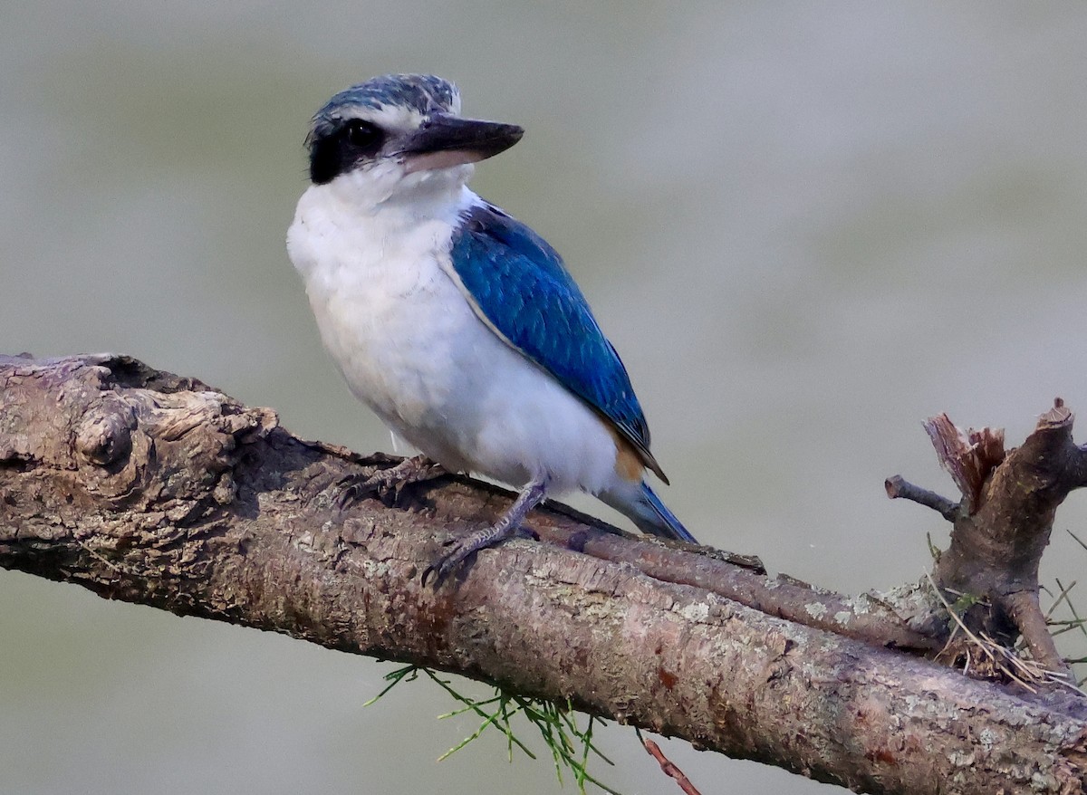 コシアカショウビン - ML644845577