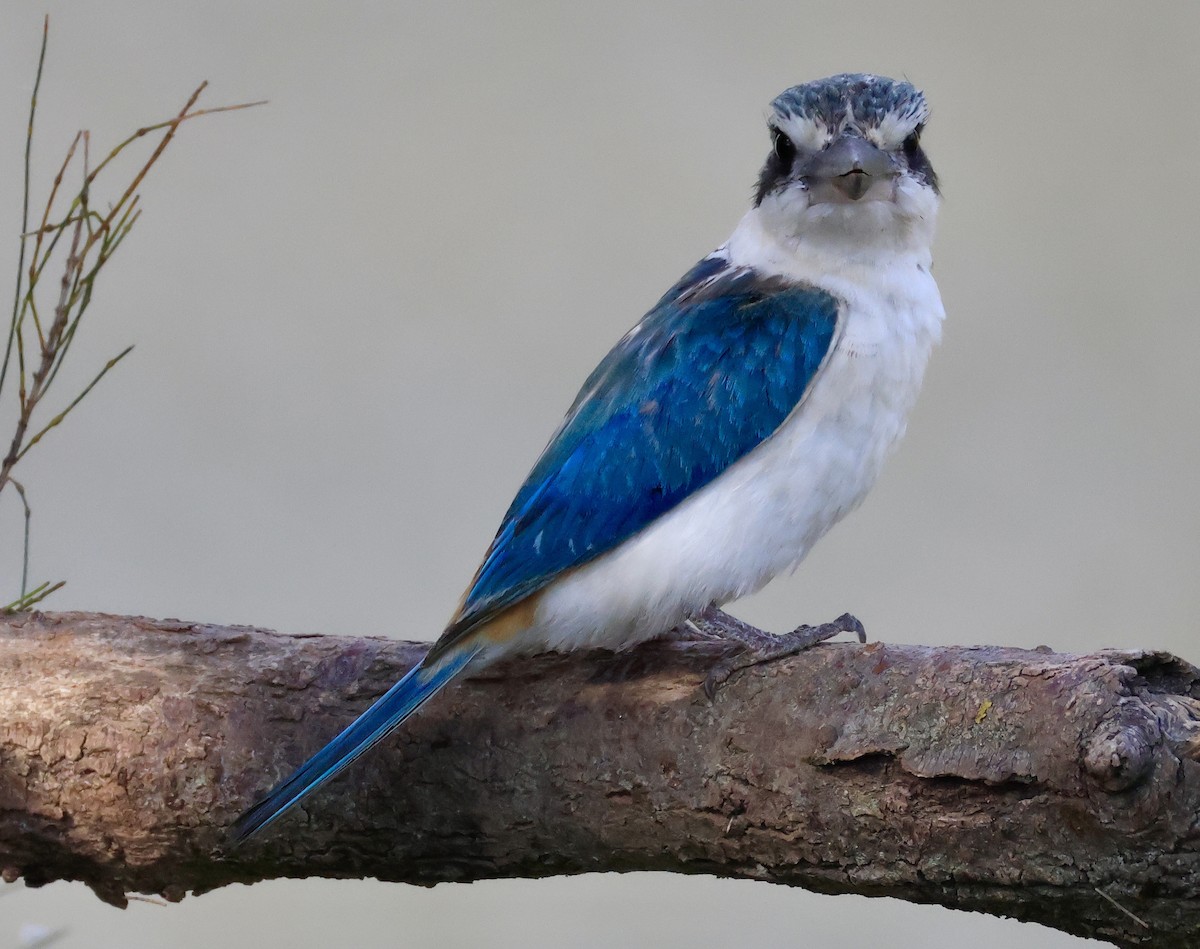 コシアカショウビン - ML644845578