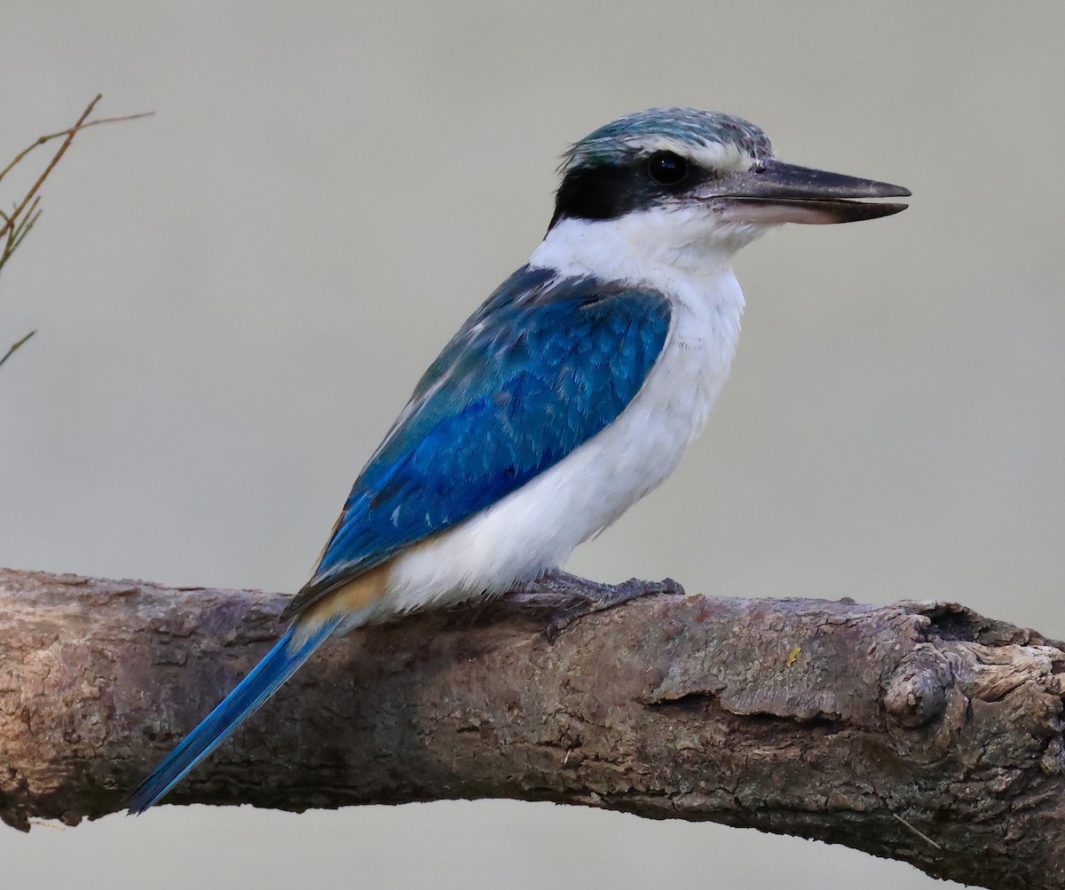 コシアカショウビン - ML644845579