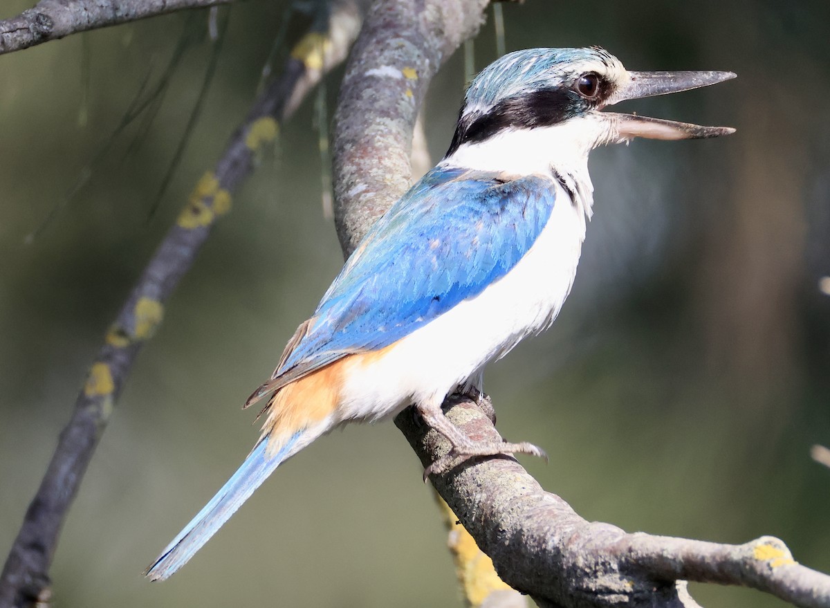 コシアカショウビン - ML644845581