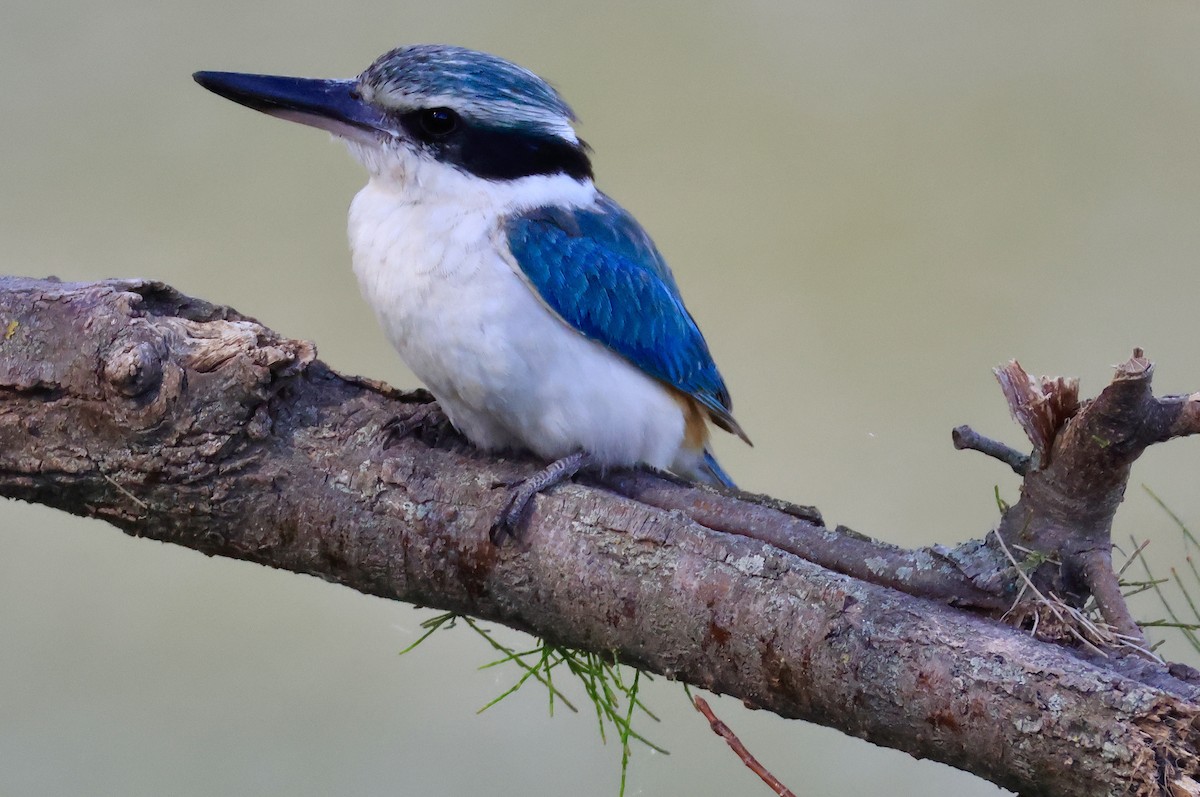 コシアカショウビン - ML644845582