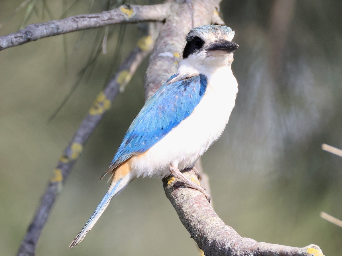 コシアカショウビン - ML644845583