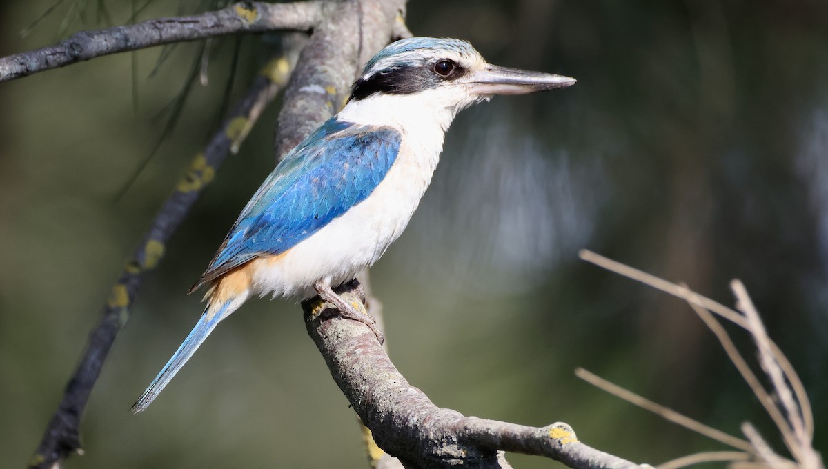 コシアカショウビン - ML644845584