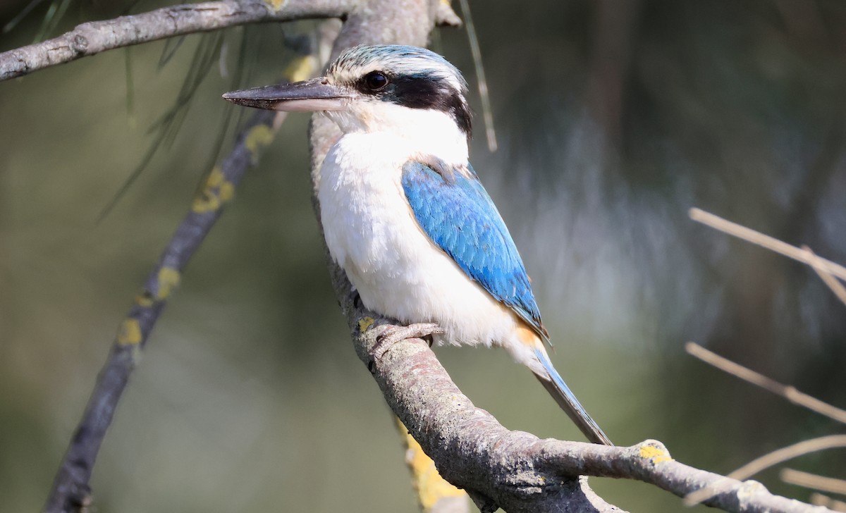 コシアカショウビン - ML644845585