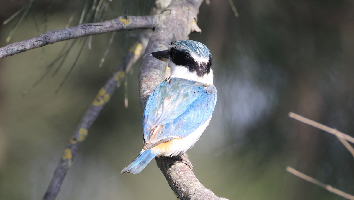 コシアカショウビン - ML644845586