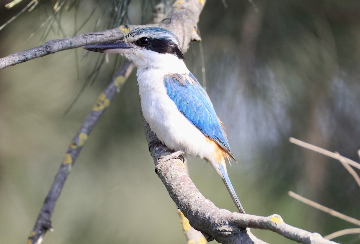 コシアカショウビン - ML644845587