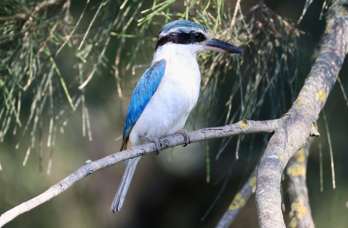 コシアカショウビン - ML644845588