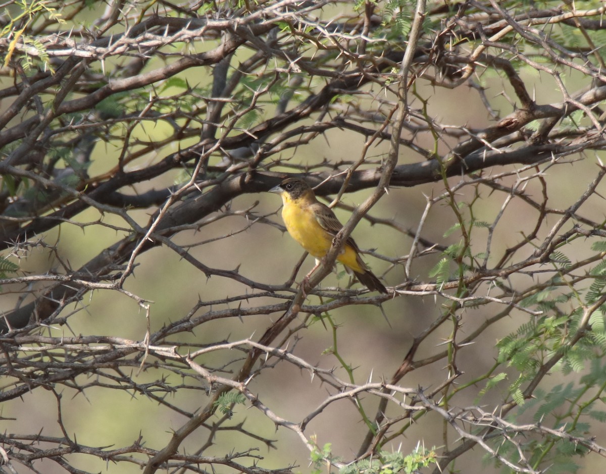 Black-headed Bunting - ML644845596