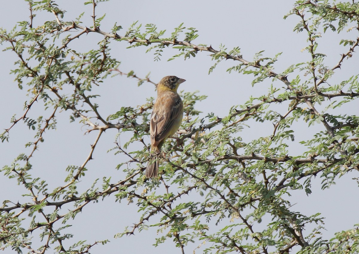 Black-headed Bunting - ML644845597