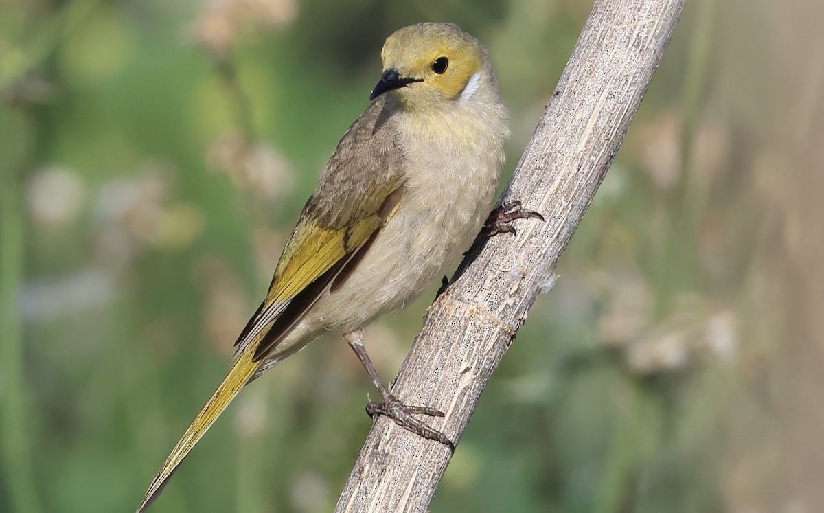 White-plumed Honeyeater - ML644845609