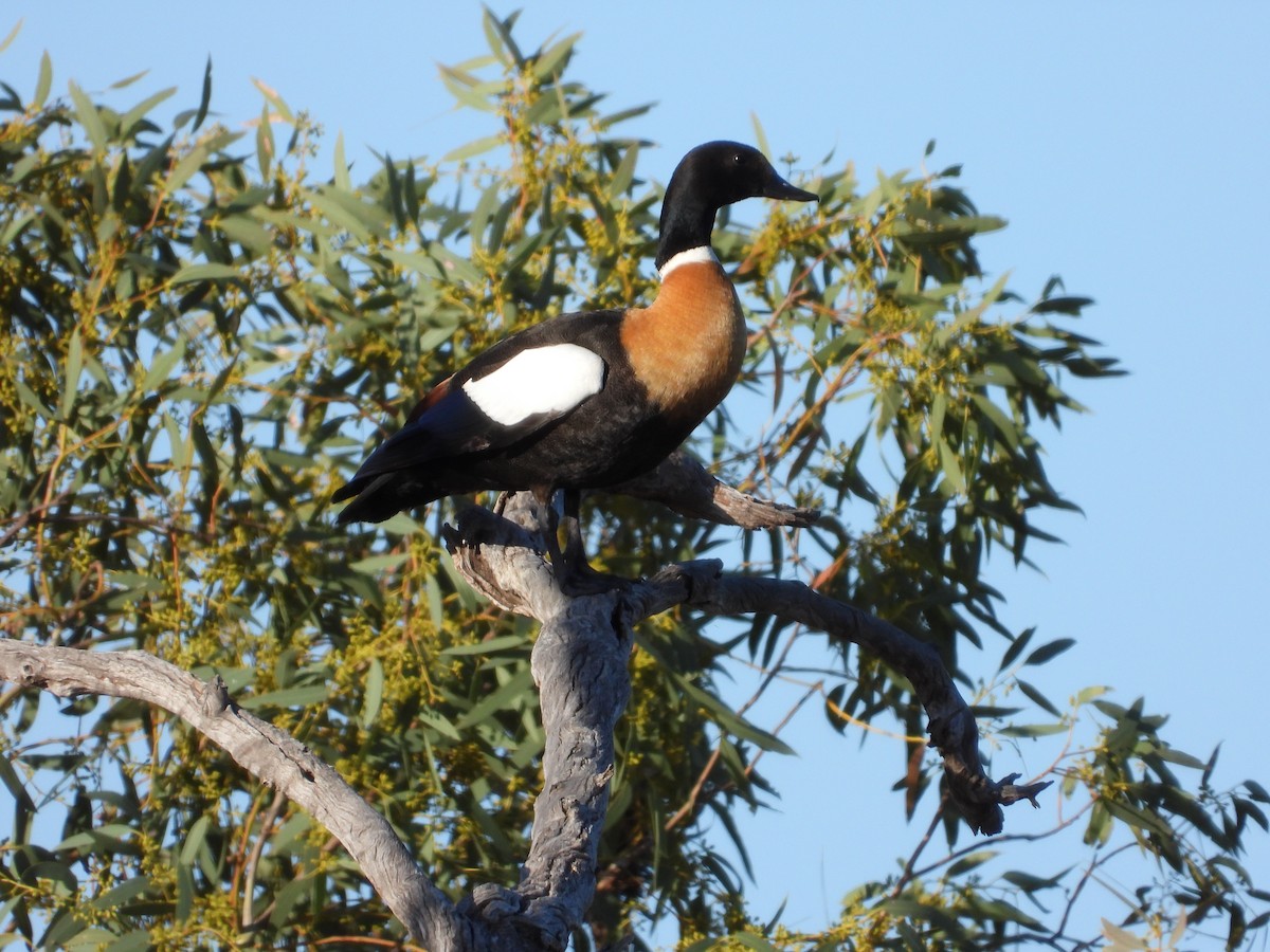 Australian Shelduck - ML644845611