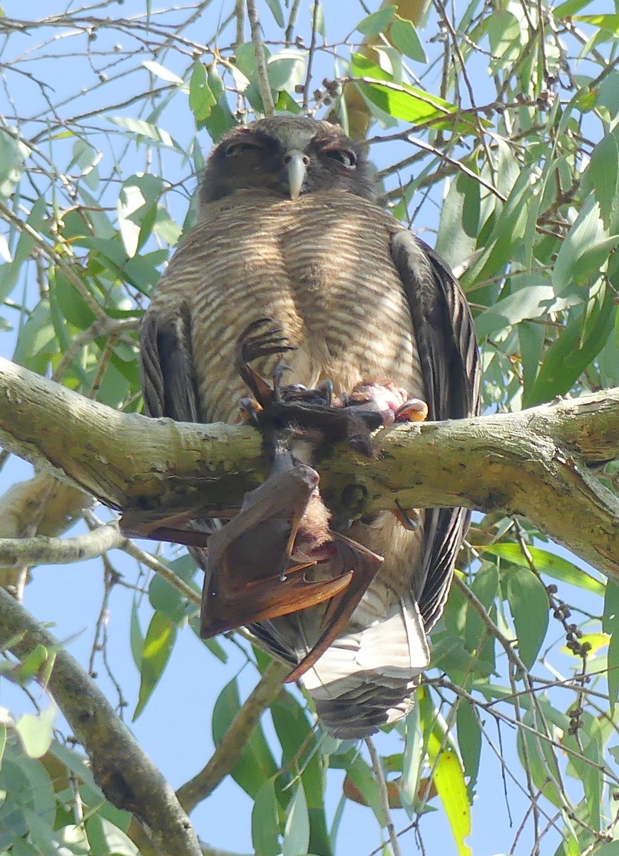 Kızıl Bubuk - ML644845612