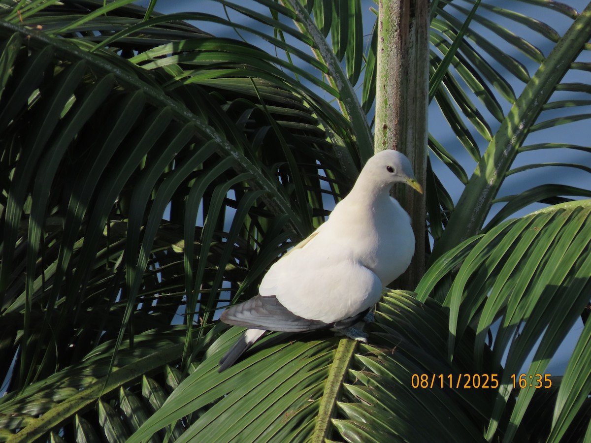 Torresian Imperial-Pigeon - ML644845614