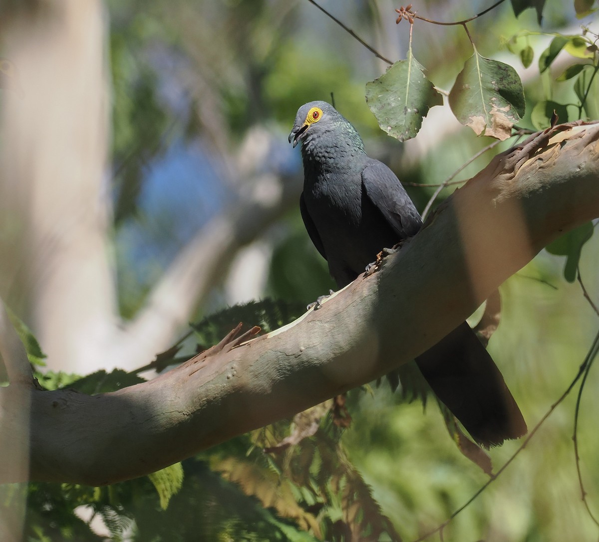 Slaty Cuckoo-Dove - ML644845615