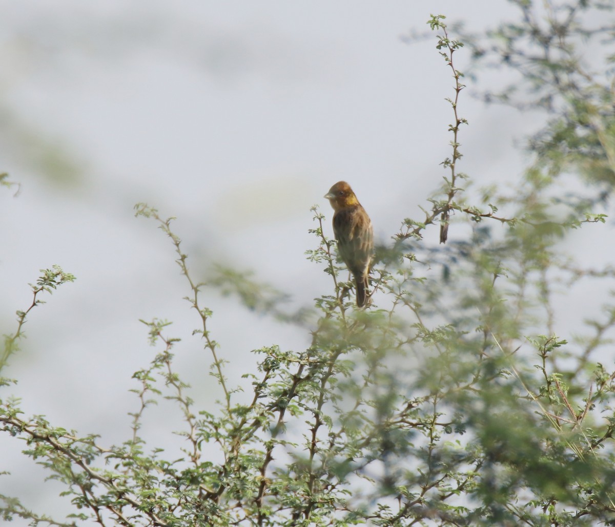 Red-headed Bunting - ML644845616