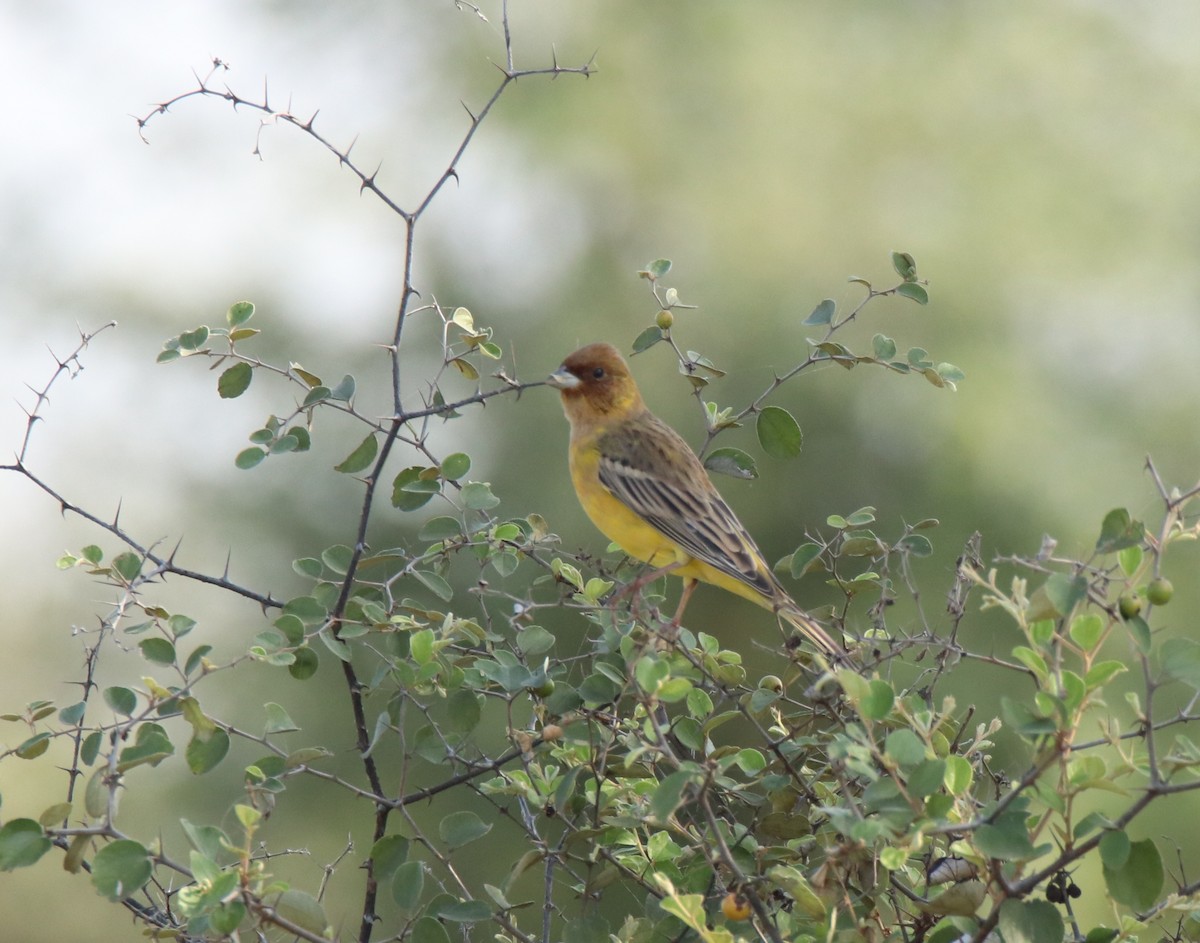 Red-headed Bunting - ML644845617
