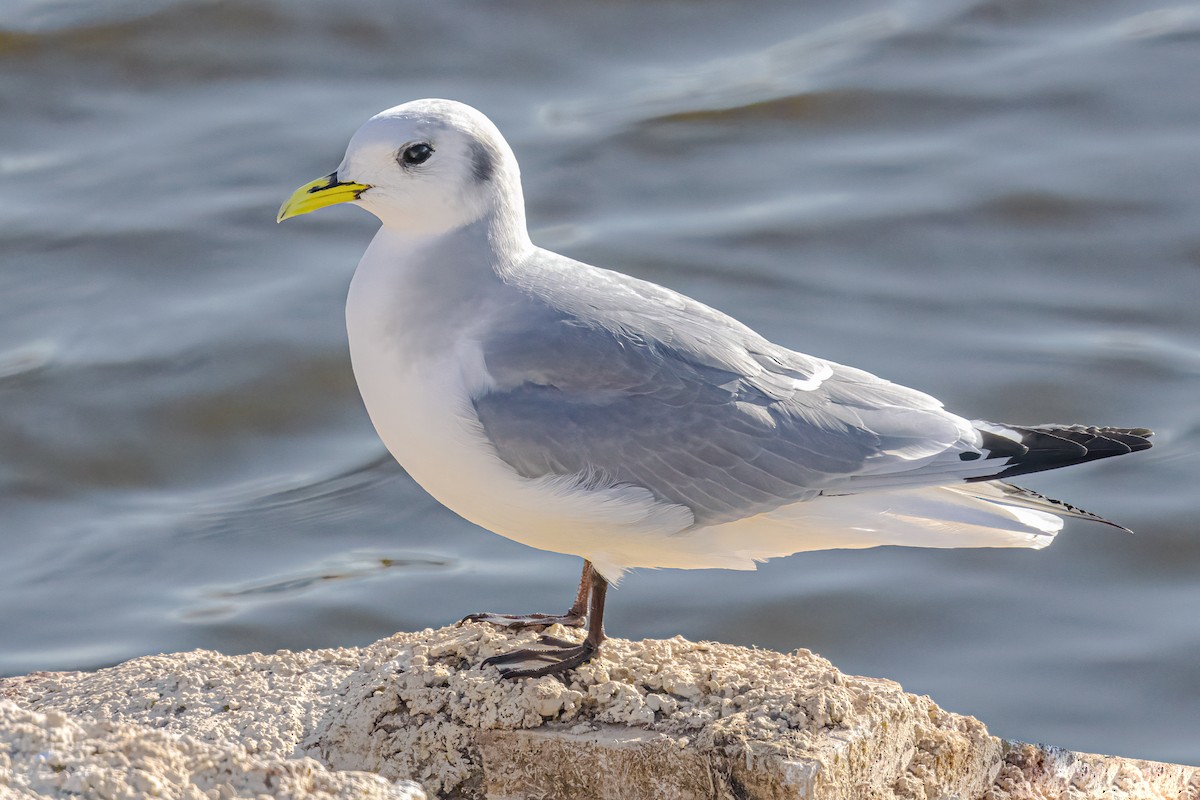 Kara Ayaklı Martı - ML644845625