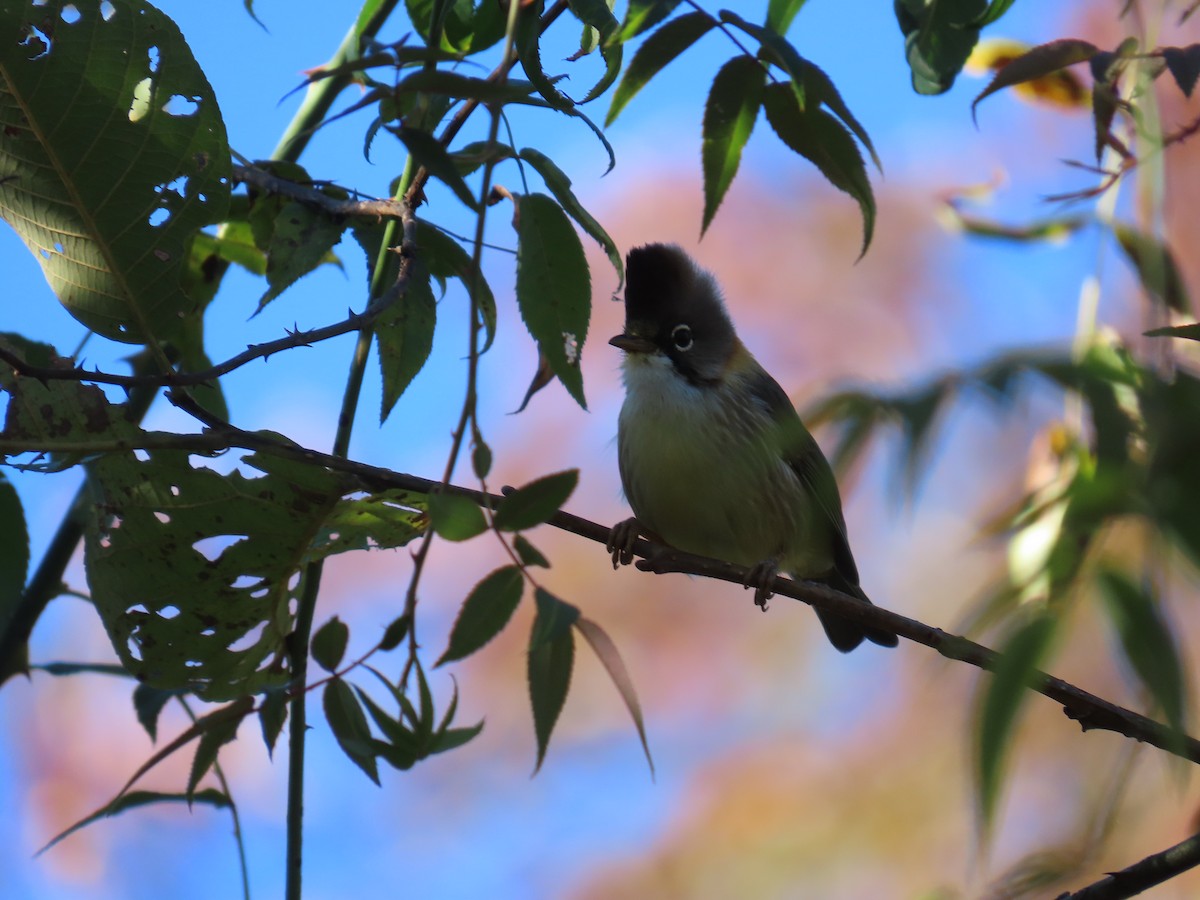 Whiskered Yuhina - ML644845626