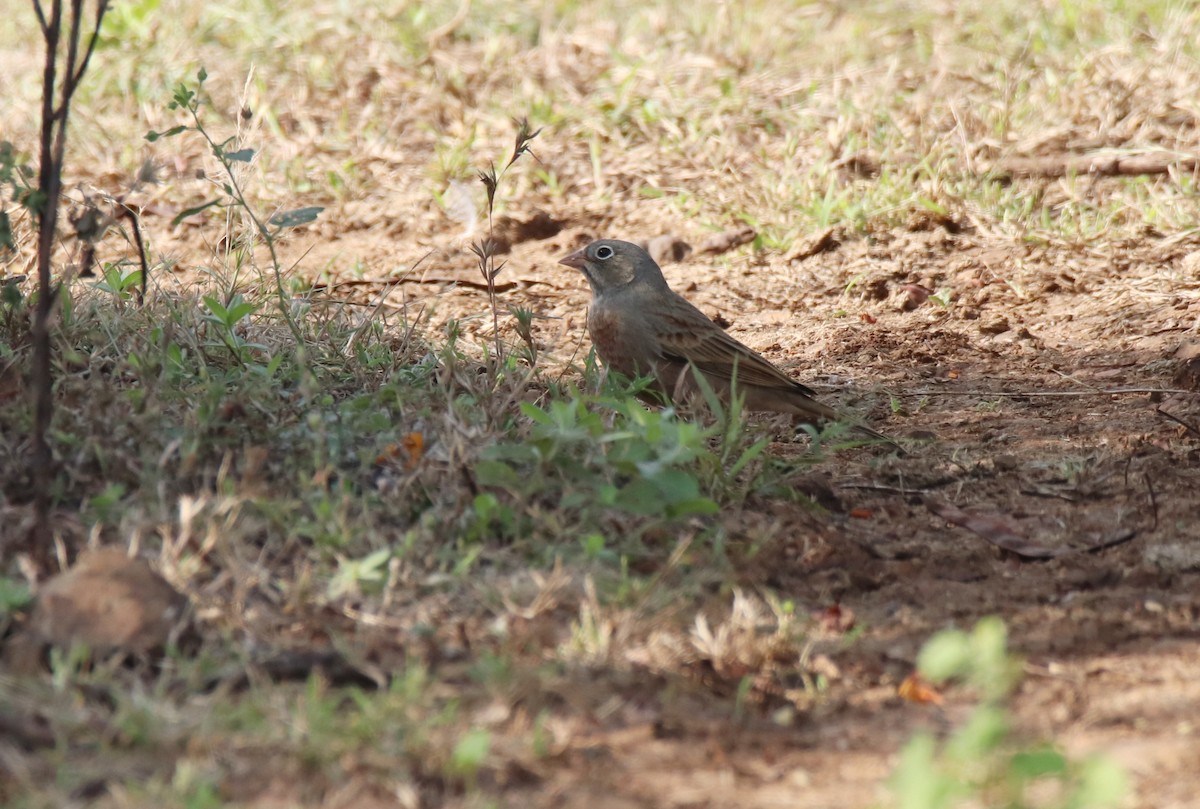 Gray-necked Bunting - ML644845627