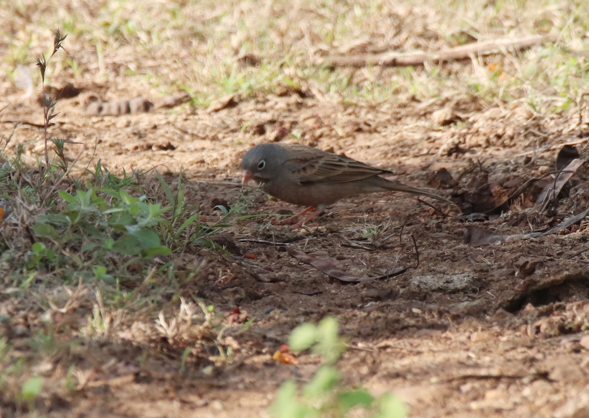 Gray-necked Bunting - ML644845628