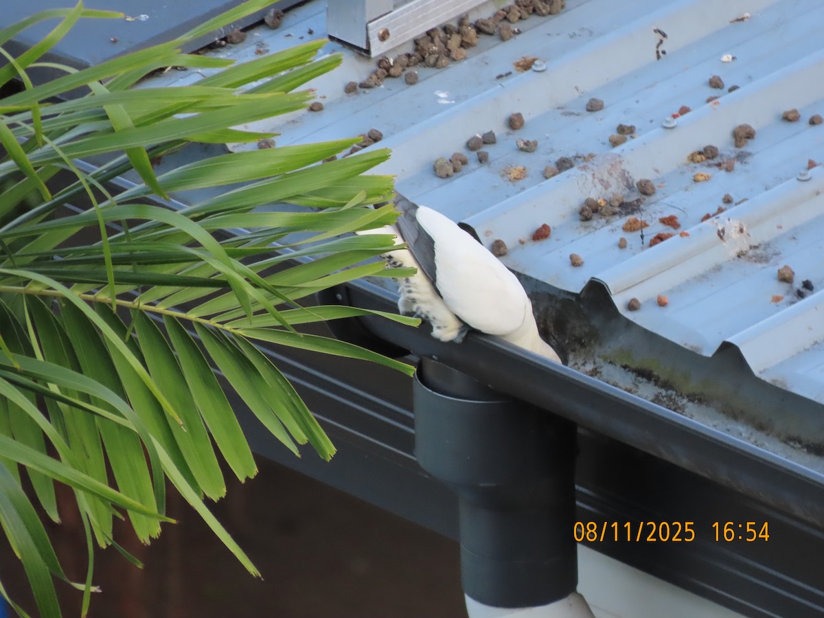 Torresian Imperial-Pigeon - ML644845633