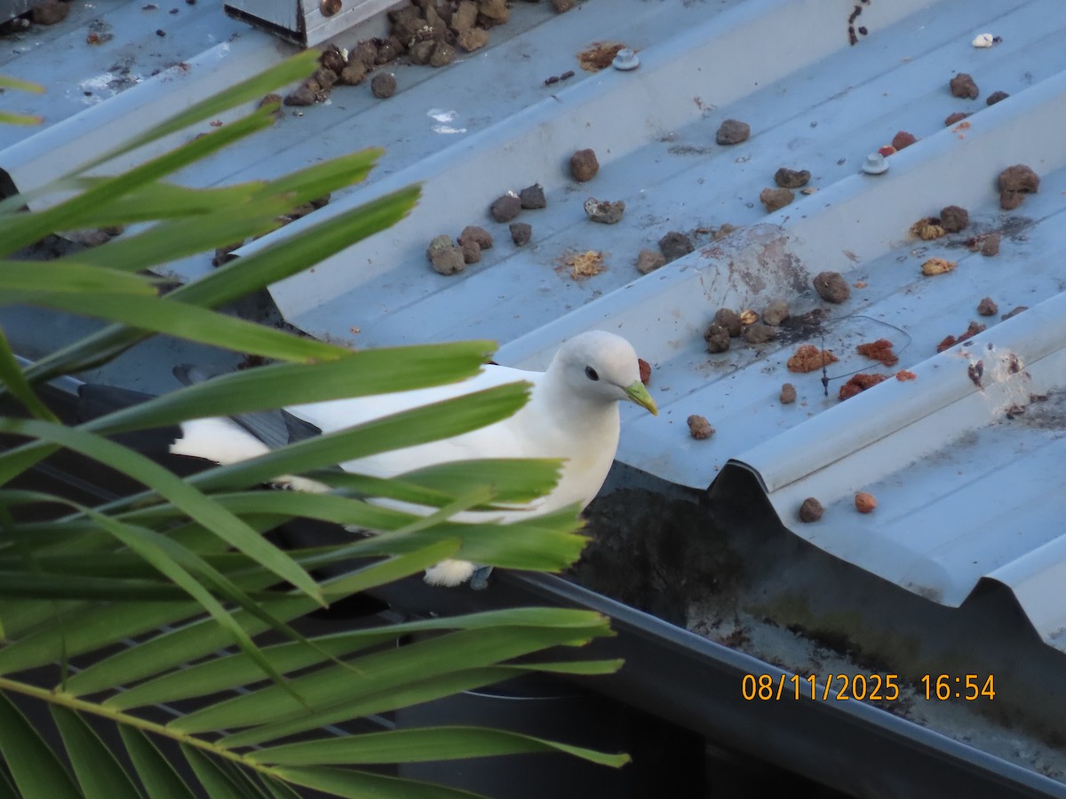 Torresian Imperial-Pigeon - ML644845637