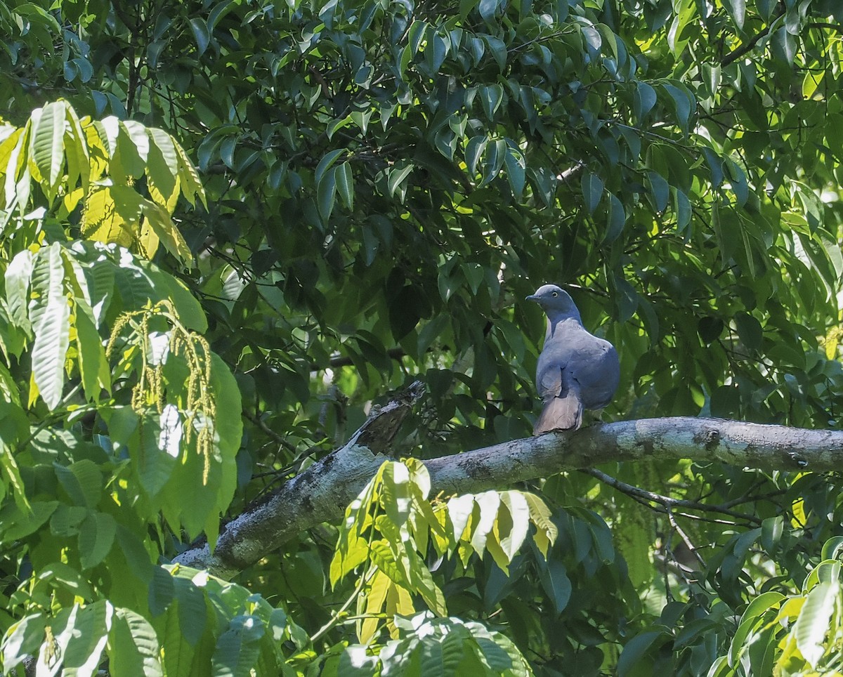 Timor Imperial-Pigeon - ML644845639
