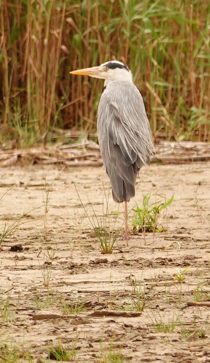 Héron mélanocéphale - ML644845640