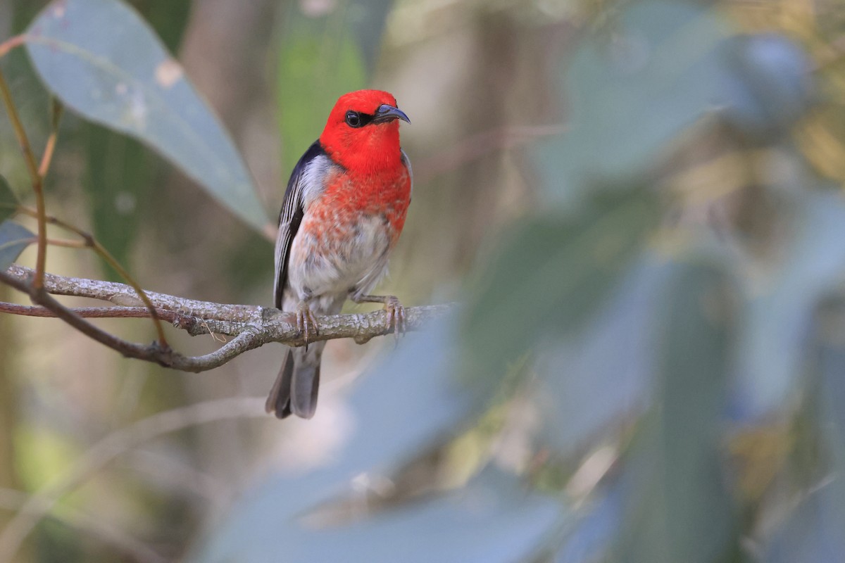 Scarlet Myzomela - ML644845650