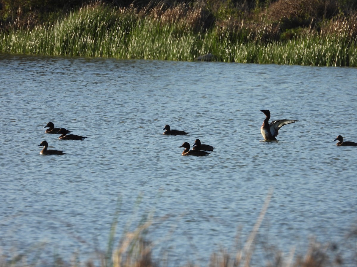 Hardhead - ML644845658