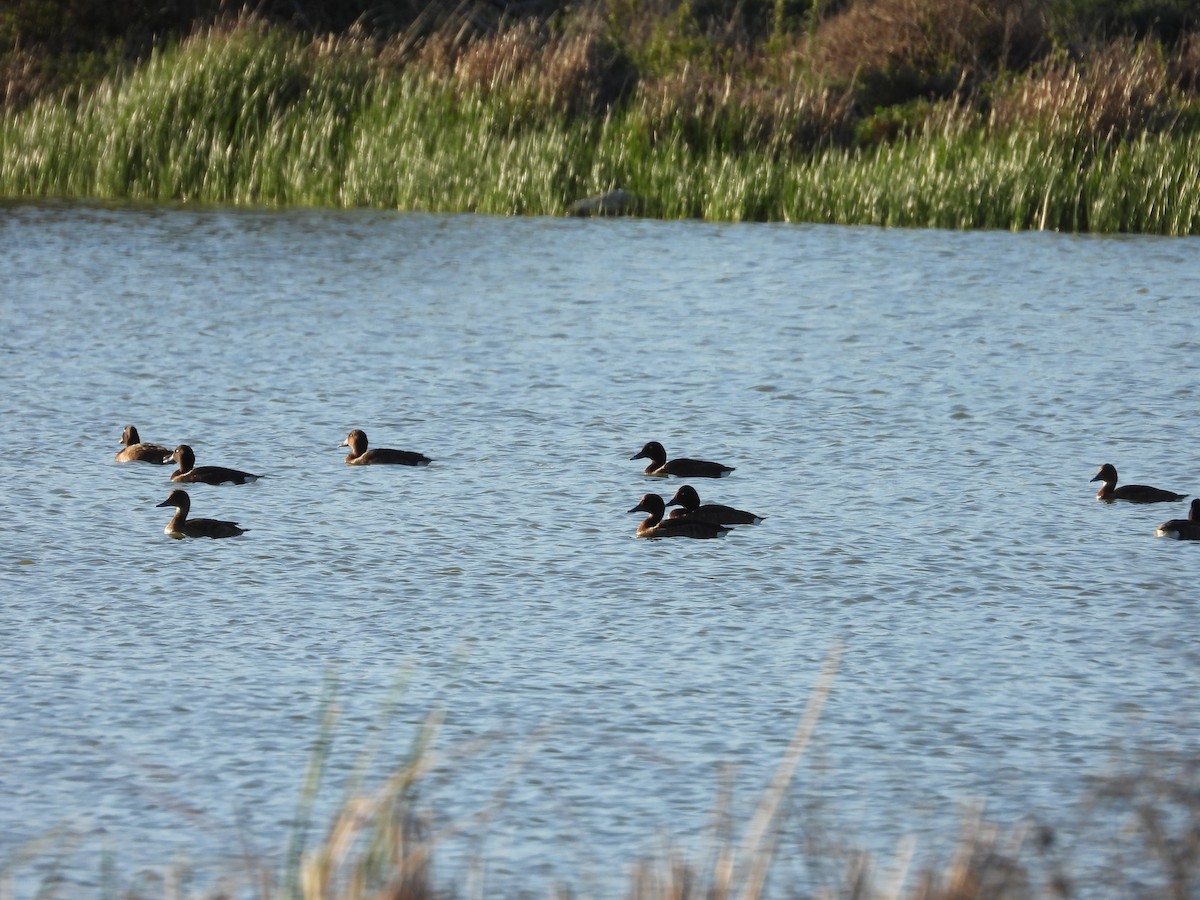 Hardhead - ML644845661