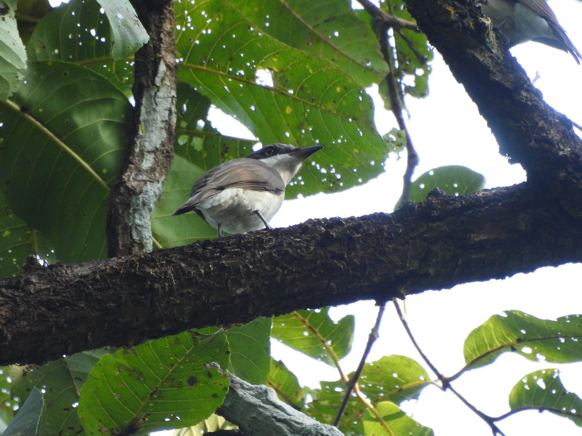 Malabar Woodshrike - ML644845680