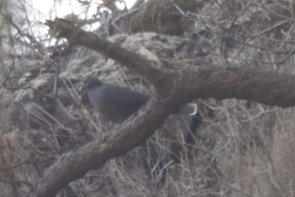 Laurel Pigeon - ML644845683