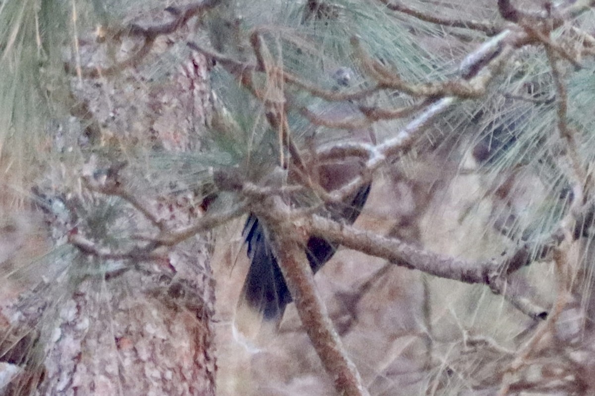 Laurel Pigeon - ML644845684