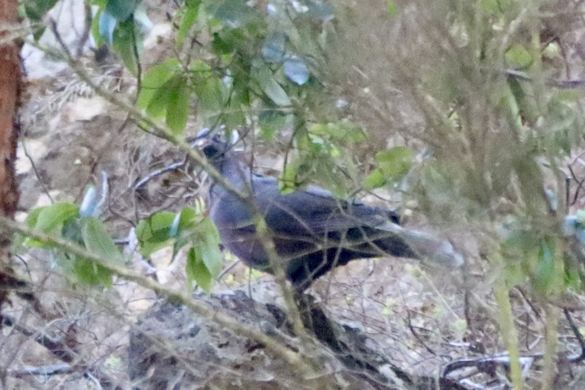 Laurel Pigeon - ML644845685