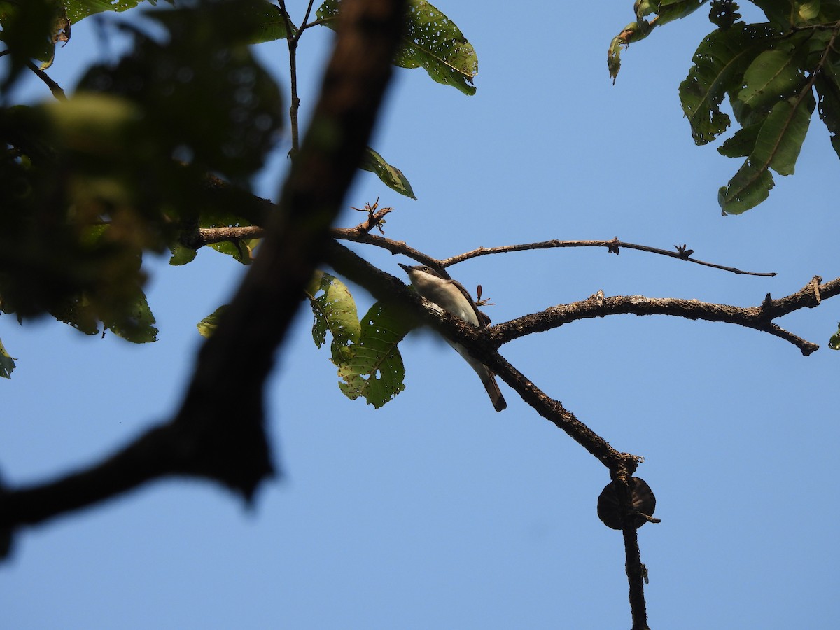 Malabar Woodshrike - ML644845687