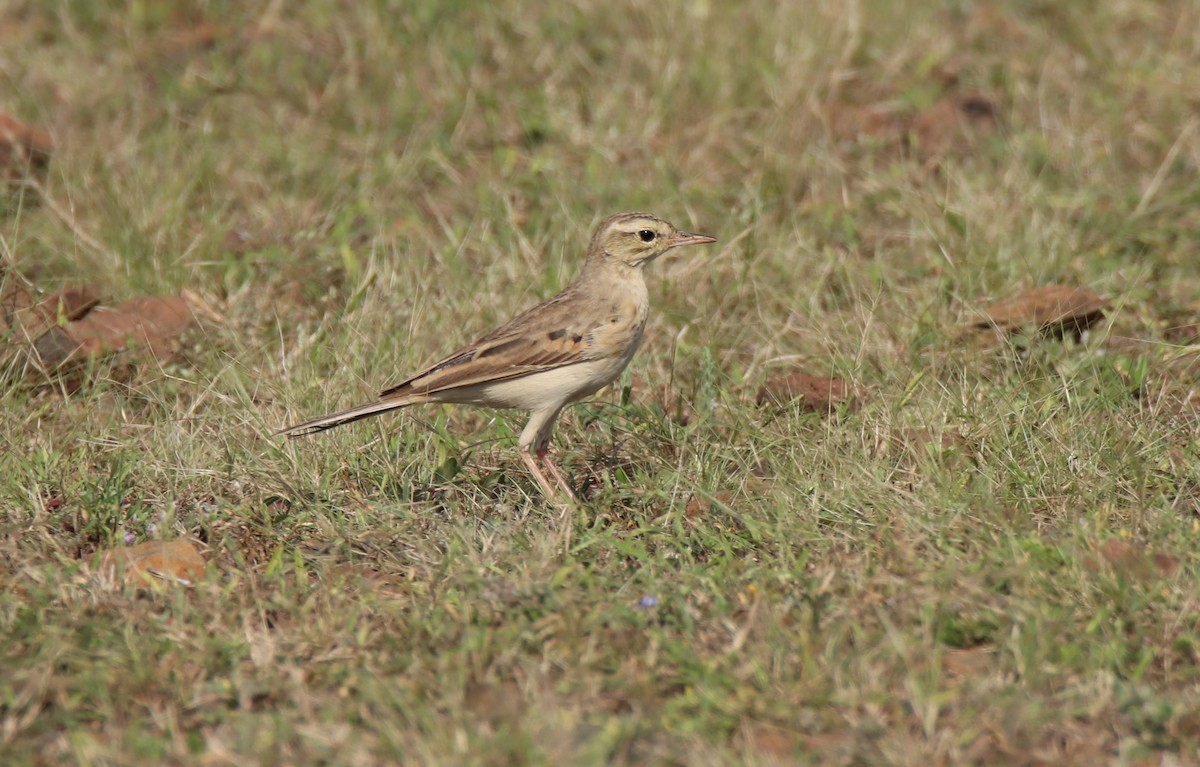 Tawny Pipit - ML644845689